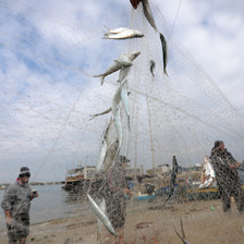 Palestinian fishers collect caught fish from their nets on the beach in Deir al-Balah