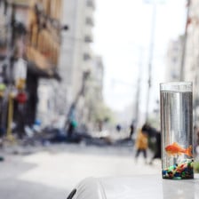 A goldfish in a glass of water on top of a car in a street