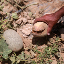 A hand holds up a cantaloupe that has a hole in it. 