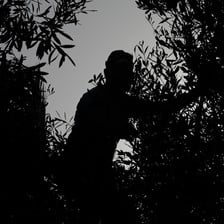 A backlit shadowed image of a man in the trees picking olives