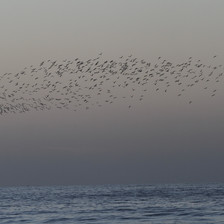 A view of a flock of birds flying during sunset at the beach in Gaza