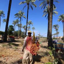 A man walks between tall palm trees