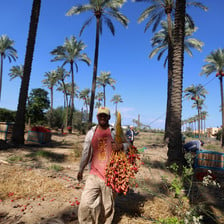 A man walks between tall palm trees