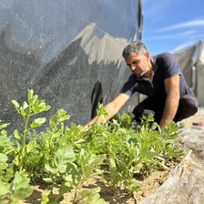 A man tends to a garden plot of sprouting green plants