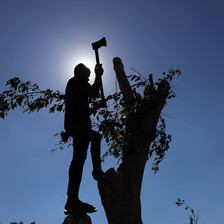 A man in silhouette uses an axe on a tree