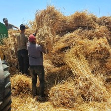 Farmers harvest wheat in Gaza 