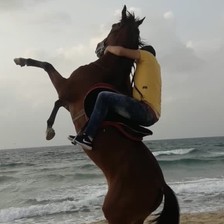 A horse on a beach with her rider