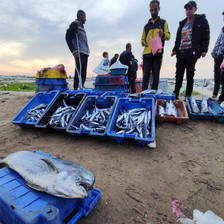 People stand around blue plastic bins containing fish