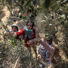 An overhead view of three women picking olives off of a tree