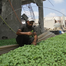 A man inspects vegetable crops