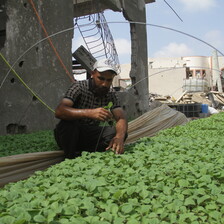 A man inspects vegetable crops