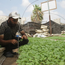 A young man wearing a baseball cap holds a seedling while kneeling next to row of leafy plants