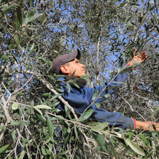 A man picks olives from a tree