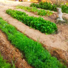 Rows of crops planted in Gaza