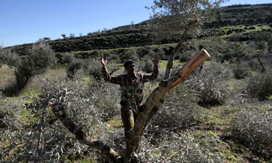 Man throws up his arms in front of tree damaged by settlers