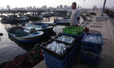 Mann standing at harbor next to boxes of fish looks toward sea 