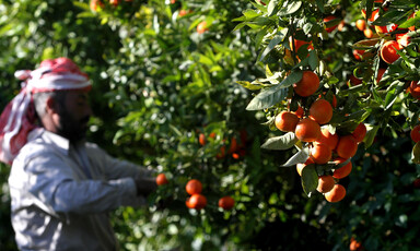 Man harvests oranges