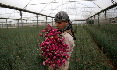 Young man holds armful of flowers in a greenhouse