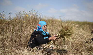 Sitting woman bundles herbs in field