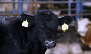 Photograph shows cow with tags hanging from its ears