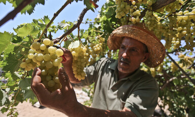 Man wearing hat holds bunch of grapes hanging from a vine