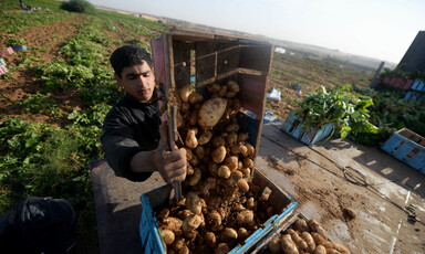 A man pours potatoes from one box into another box at a farmA 
