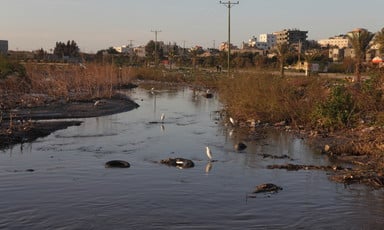 Birds migrate to polluted Wadi Gaza.
