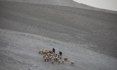 A shepherd walks with his herd of sheep. 