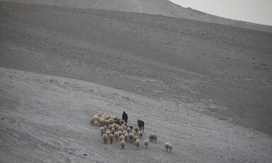 A shepherd walks with his herd of sheep.