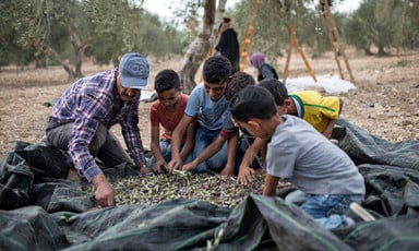 A man and five young boys sort through olives spread out on a plastic tarp