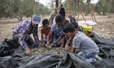 A man and five young boys sort through olives spread out on a plastic tarp