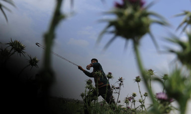 Photo taken from low angle shows young protester with slingshot surrounded by thistle