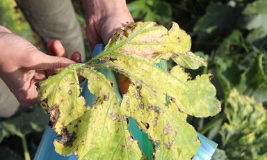 Person holds damaged leaf