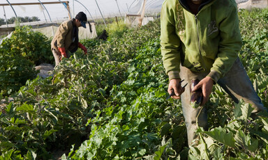 Two people pick eggplants in a field