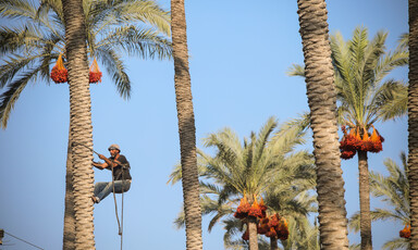 A man climbs a palm tree with a rope tied around his waist.