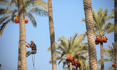 A man climbs a palm tree with a rope tied around his waist.