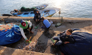 Men and boys sort fish at a dockside
