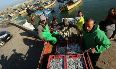 Men unload crates of small fish from boats at harbor