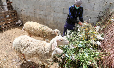 Farmer stands beside sheep who are eating flowers 