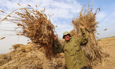 Man carrying stacks of wheat 