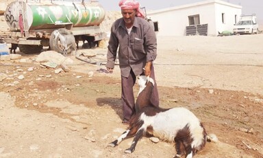 Man holds up goat by horn 