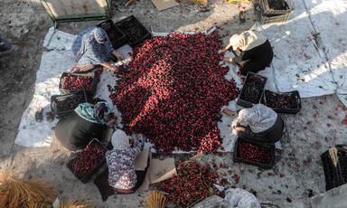 Women sitting around and sorting a pile of ripe dates 