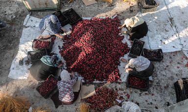 Women sitting around and sorting a pile of ripe dates