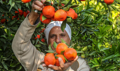 A man holds a bunch of clementines 