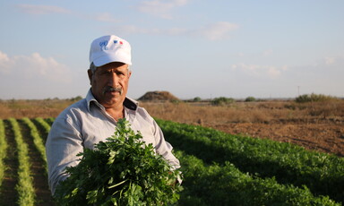 Farmer gathers crops