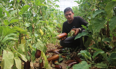 Man hunkers down, holding two eggplants 