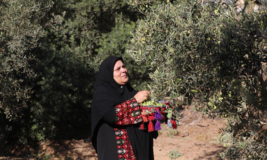 A woman in traditional garb picks olives