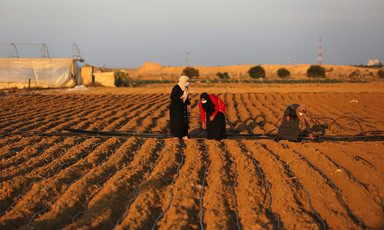 Women plant seeds amid black plastic irrigation lines
