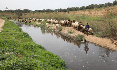 A shepherd takes his flock along the river in Wadi Gaza