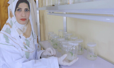 A woman sits by several glass containers with saplings